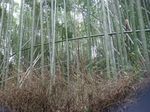 DSC_0029_320.jpg