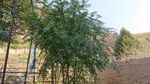 DSC_0003_320.jpg