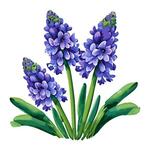 ai-suisai-flower-26_U2l9I.jpg