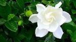 gardenia-jasminoides1_160.jpg